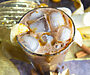 Bananas Foster Iced Coffee Recipe (Dairy-Free)